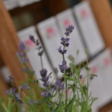 Hotell Muellenborn Gerolstein