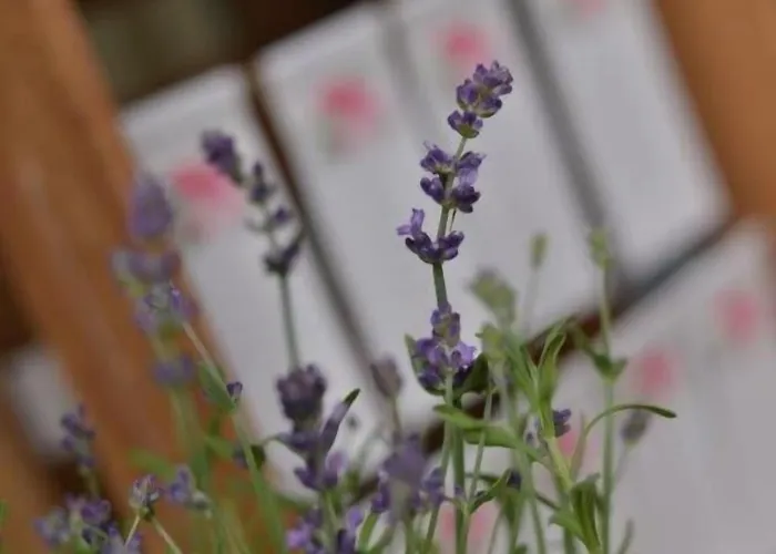 Hotel Müllenborn Gerolstein